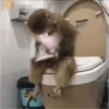 قرود ولحظات نوم