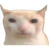 وجوه قطط مضحكة