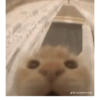 وجوه قطط مضحكة