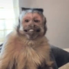 قرود صغيرة 🐒