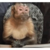 قرود صغيرة 🐒