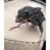 قطط مضحكة ووجوه ميمز