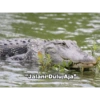 تماسيح مغازلة