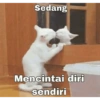 قطط إندونيسية وقحة (w6b22j8mt7)