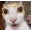 قطط إندونيسية وقحة (264p9xhkb9)